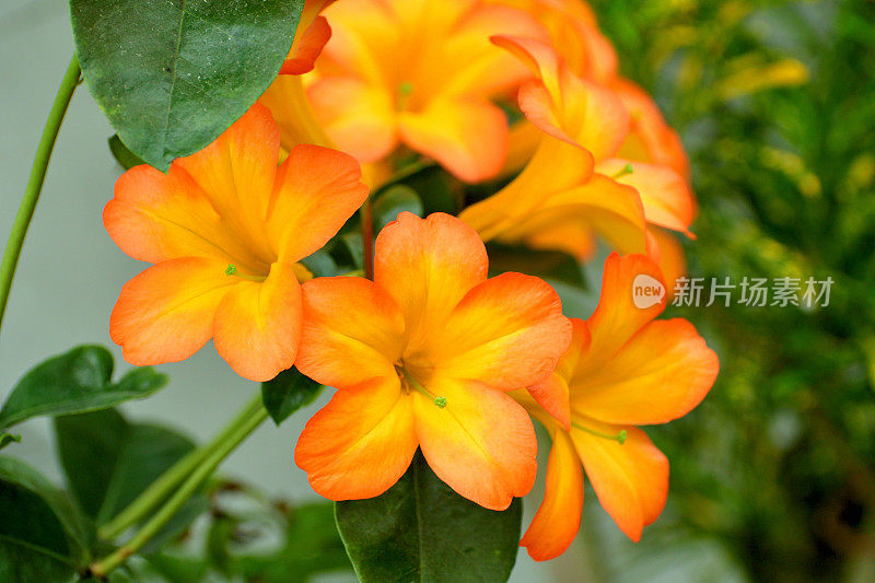 Vireya Rhododendron:热带花卉